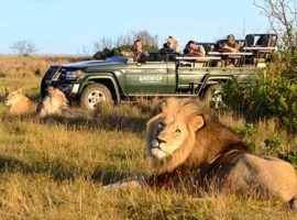 Kariega Game Reserve - Game Drive